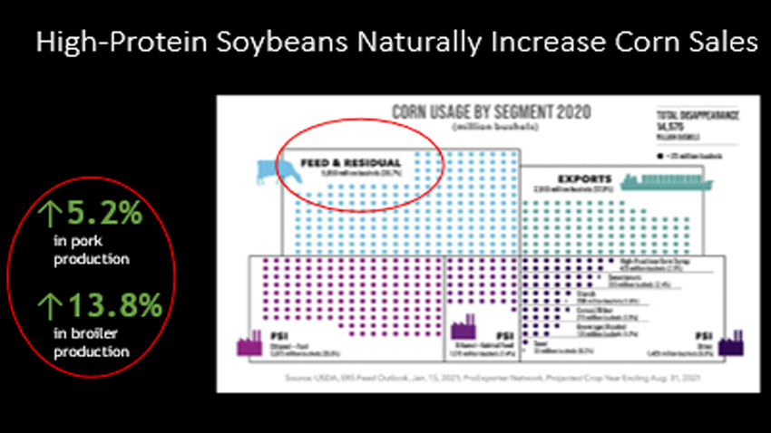High-Protein Soybeans